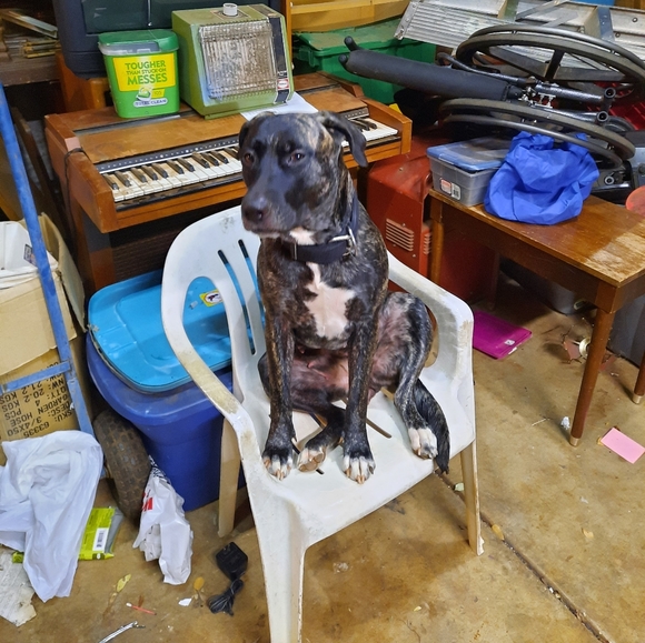 Meet your Posher, Aczes - Picture 3 of 3